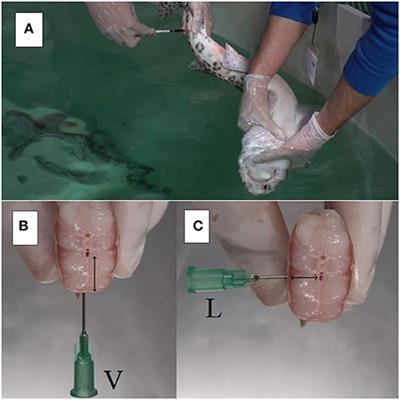 Pharmacokinetic Studies in Elasmobranchs: Meloxicam Administered at 0.5 mg/kg Using Intravenous, Intramuscular, and Oral Routes to Nursehound Sharks (Scyliorhinus stellaris)